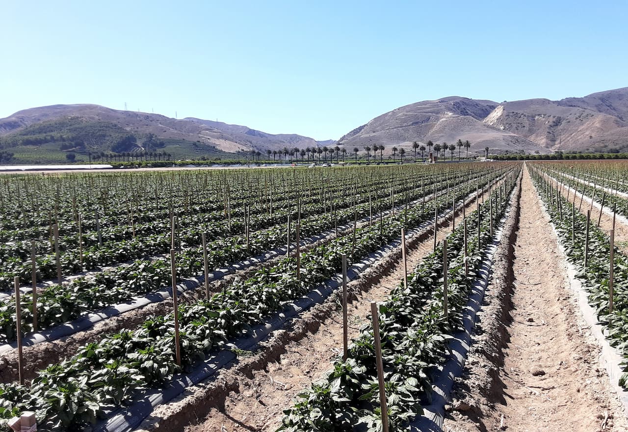 Thumbnail-For-Fillmore-By-Project-Foodbox