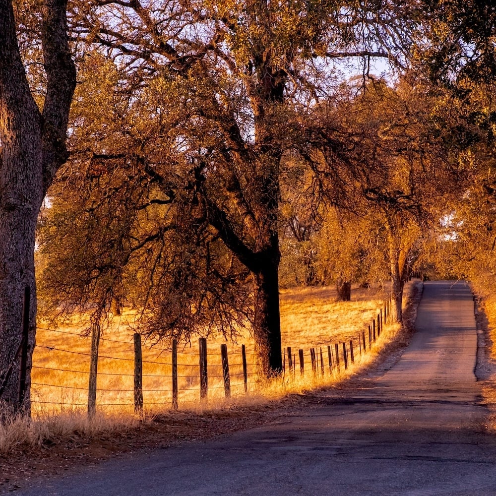 amador-county-country-road-golden-hour