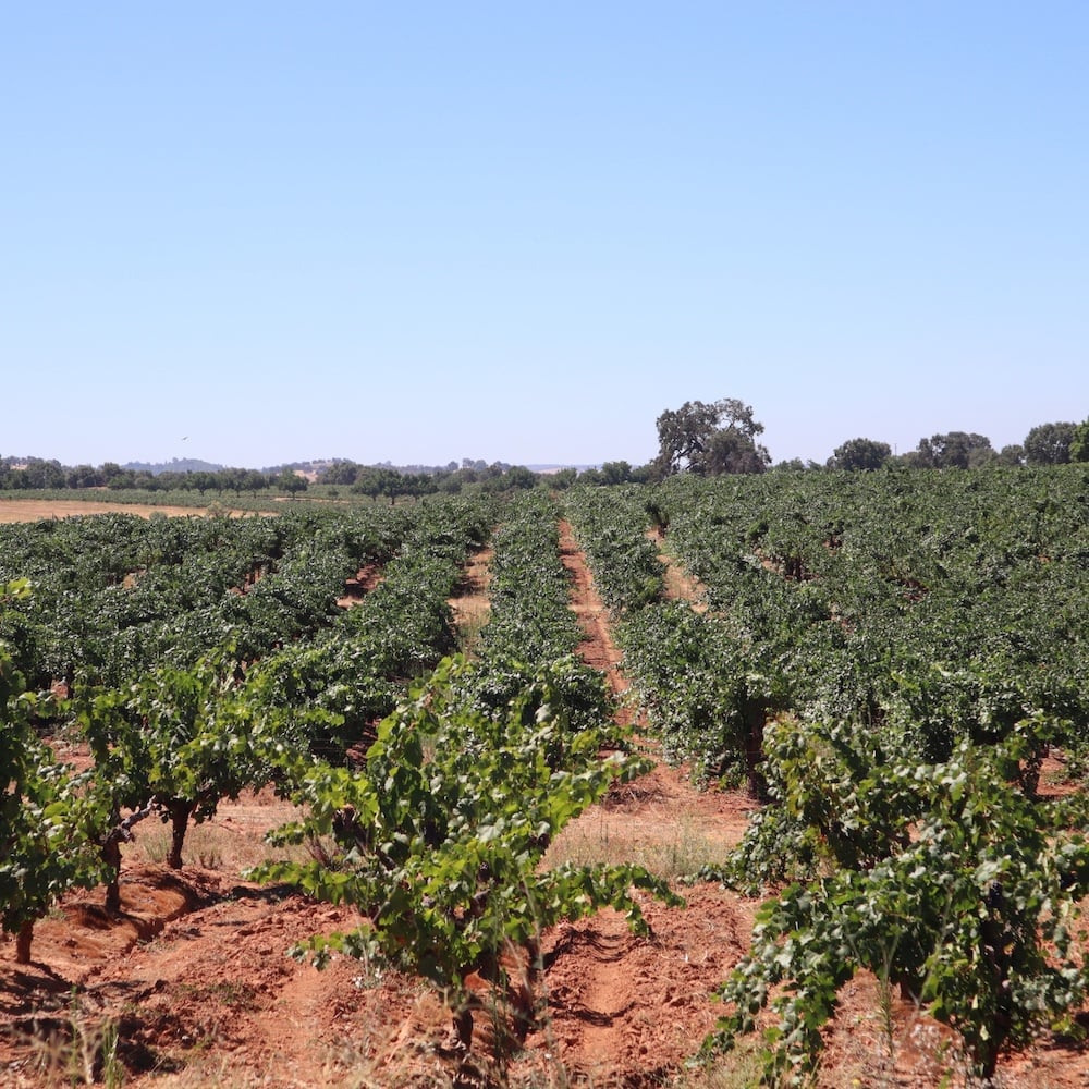 amador-county-vineyards