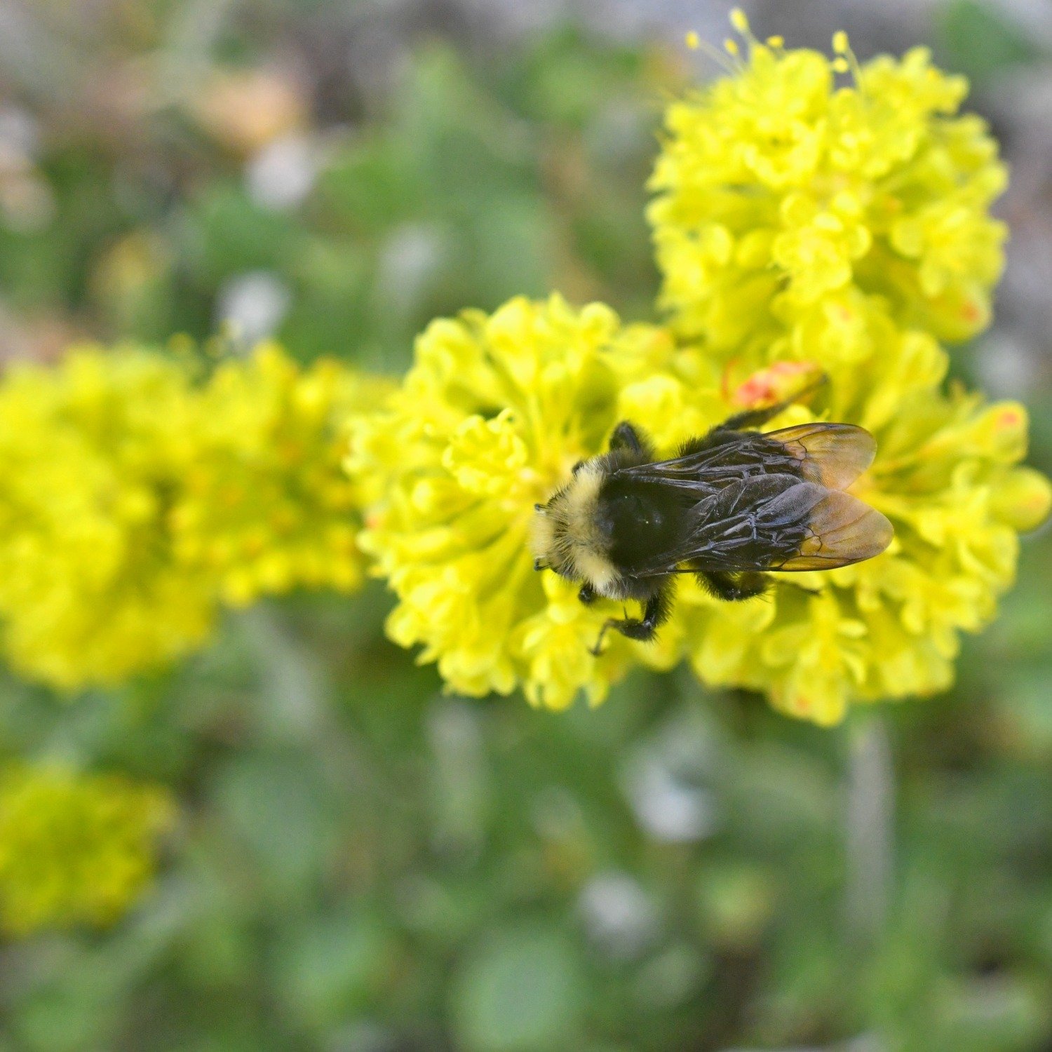 calaveras-county-pollinator-wildflowers