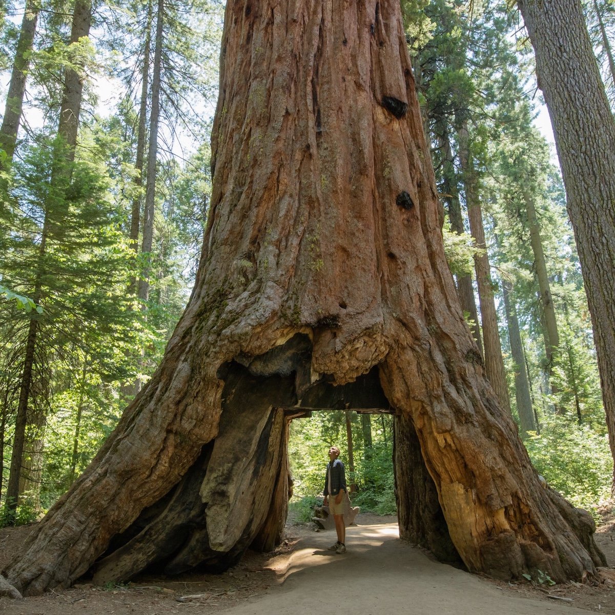 calaveras-county-walking-through-giant-sequoia
