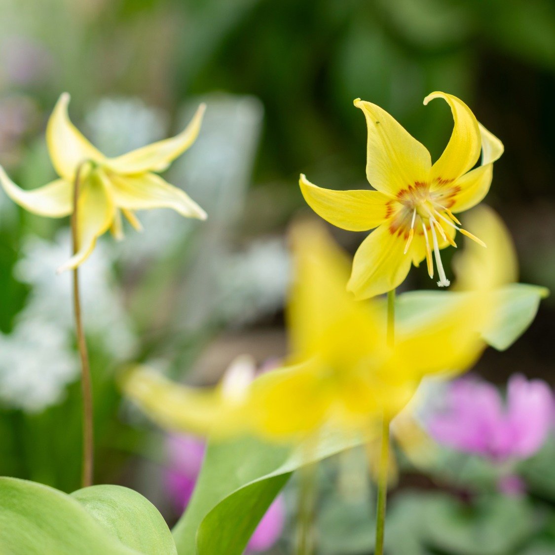 tuolumne-county-wildflowers