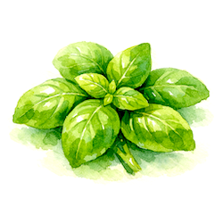 basil-250x250