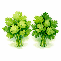 cilantro-parsley-250x250